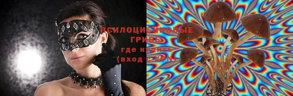 стаф Аркадак